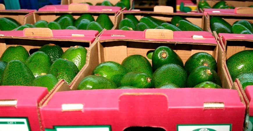 Exportaciones de palta peruana