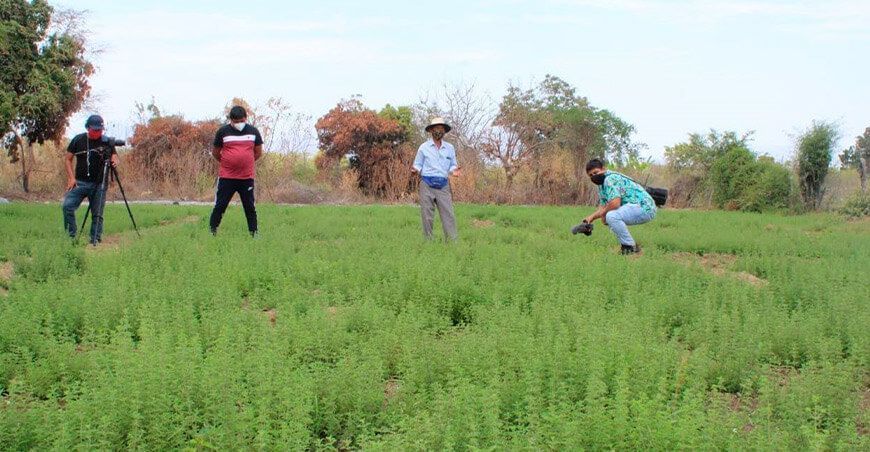 Lambayeque: agricultores envían primer container de orégano orgánico a EE UU