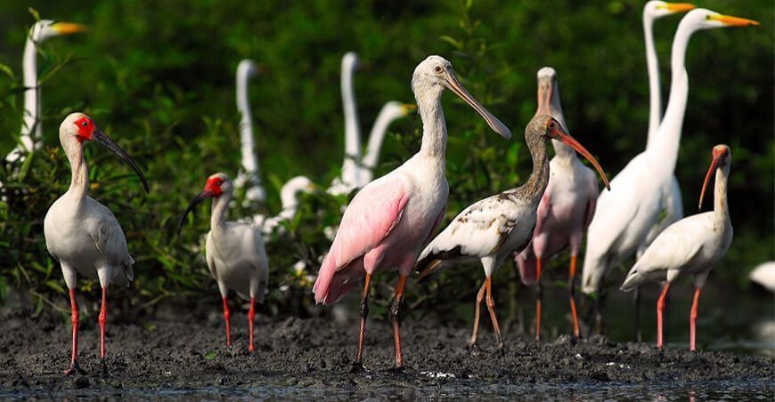 áreas naturales protegidas