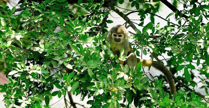 Fauna silvestre Perú