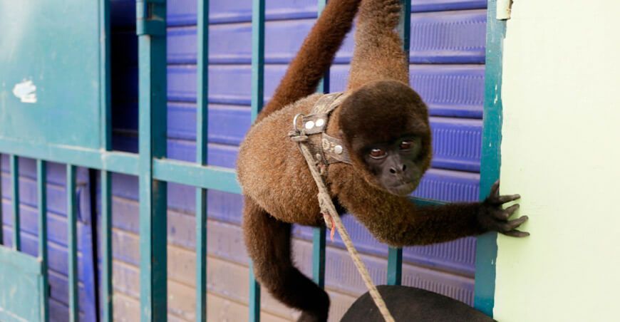 tráfico ilegal de fauna silvestre