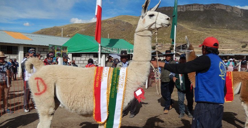 Camélidos sudamericanos llamas