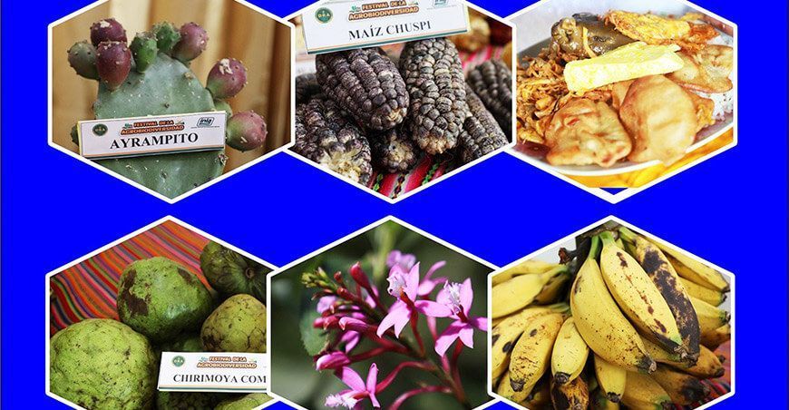 organizan I Feria de la Agrobiodiversidad por el Día del Campesino