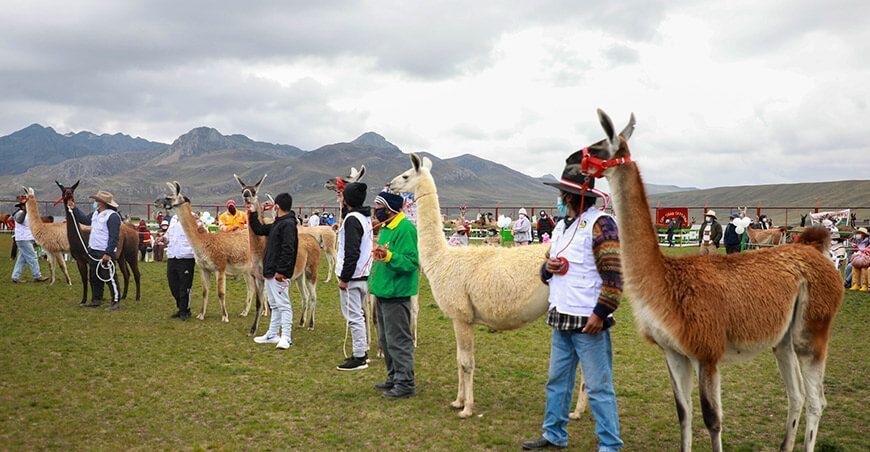 Feria de llamas