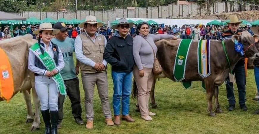 El éxito de la inseminación artificial destaca en las ferias ganaderas de Bolognesi en Ancash con raza Brown Swiss