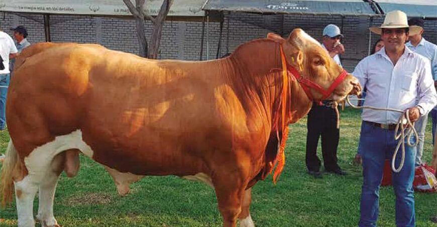 Mañana arranca la feria internacional ganadera de Lambayeque