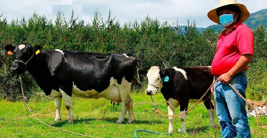 Cajamarca: feria ganadera de Tongod se realizará el 2 de noviembre