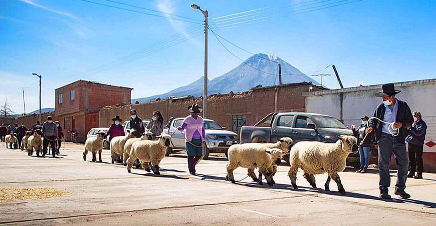 Feria de ovinos Tacna