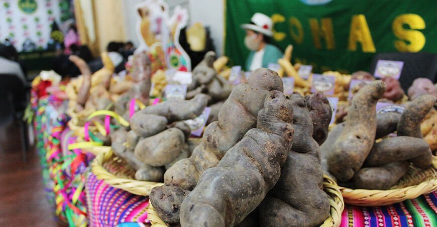 feria de la papa Junín