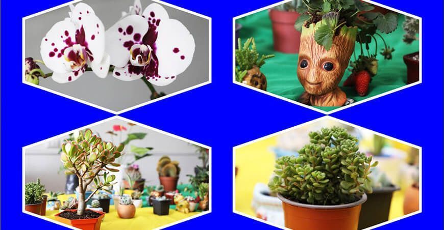 Festival de plantas forestales y ornamentales se