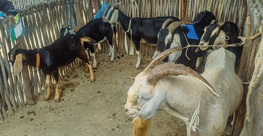 feria regional caprina Piura