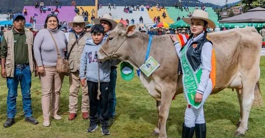 El éxito de la inseminación artificial destaca en las ferias ganaderas de Bolognesi en Ancash con razas Brown Swiss