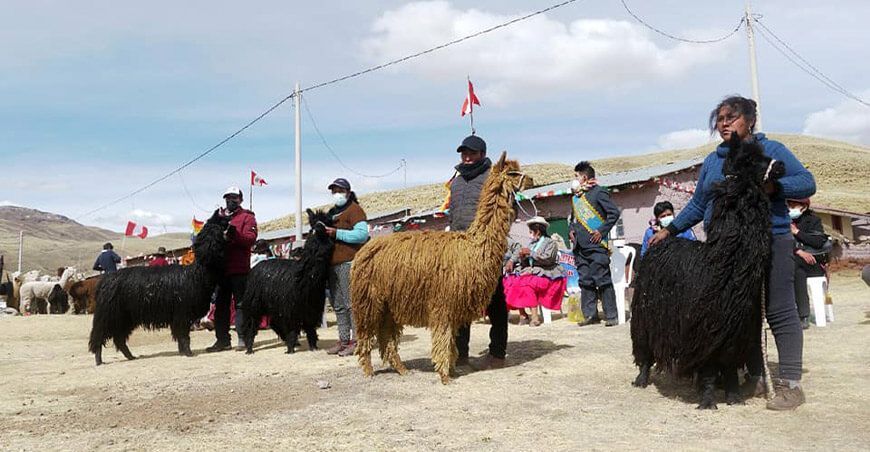 Camélidos sudamericanos Cusco, Perú