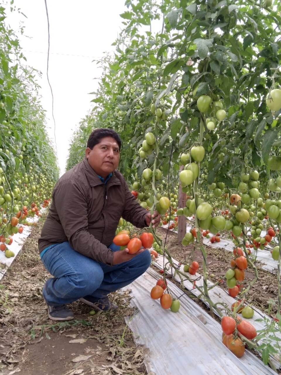 Agricultura en invernaderos y fitotoldos en los Andes