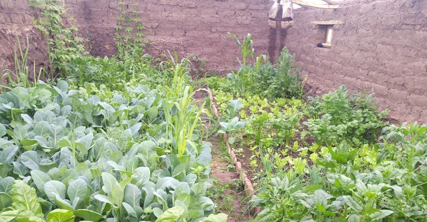 implementación de fitotoldos producción de hortalizas