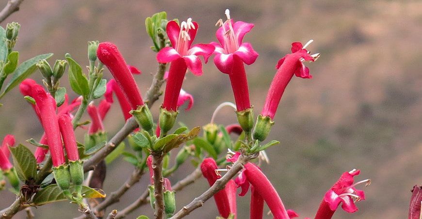 Cantuta, Fauna silvestre