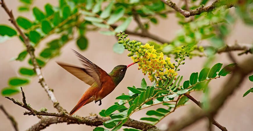 flora y fauna en las Lomas de Lachay