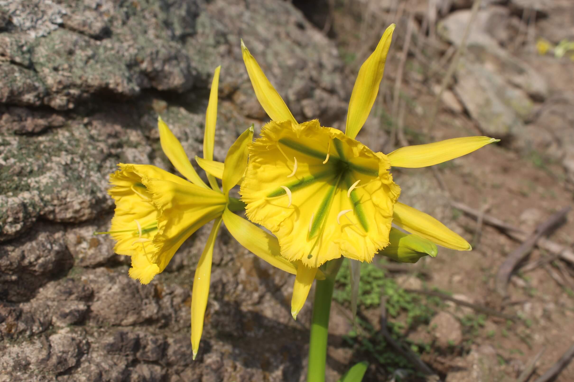 Flora en las Lomas de Lachay