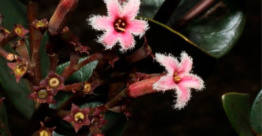 Serfor otorgó 66 autorizaciones de investigación científica de flora silvestre
