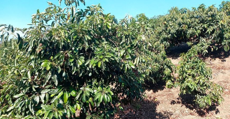 floración de cultivo de palta