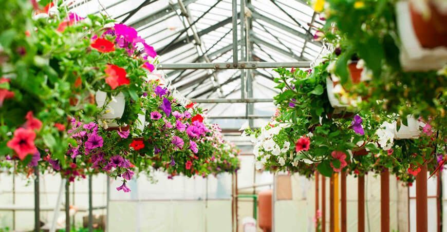 Inacal establece estándares para la producción de flores y plantas ornamentales