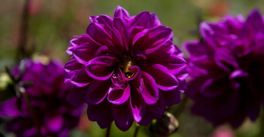 producción de flores floricultura en Perú