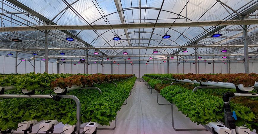Focos LED permiten cosechas todo el año