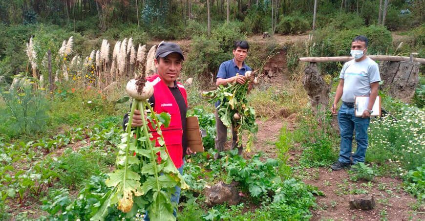 productores de hortalizas Perú