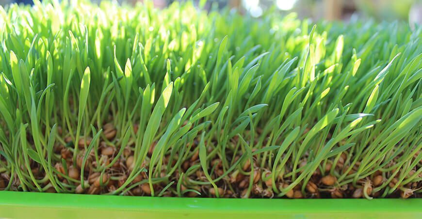 Ancash: producen forrajes hidropónicos con nanotecnología y microorganismos eficaces