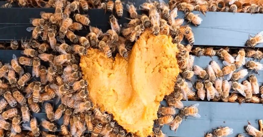 Four Bees SAC crea alimento con residuos de frutas para potenciar la producción de miel de abejas