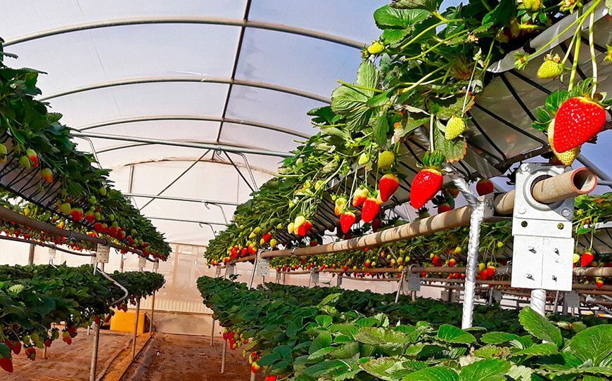 Sistema hidropónico NGS para producir fresa