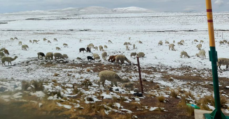 Puno, Arequipa y Tacna reportaron las temperaturas más bajas en agosto