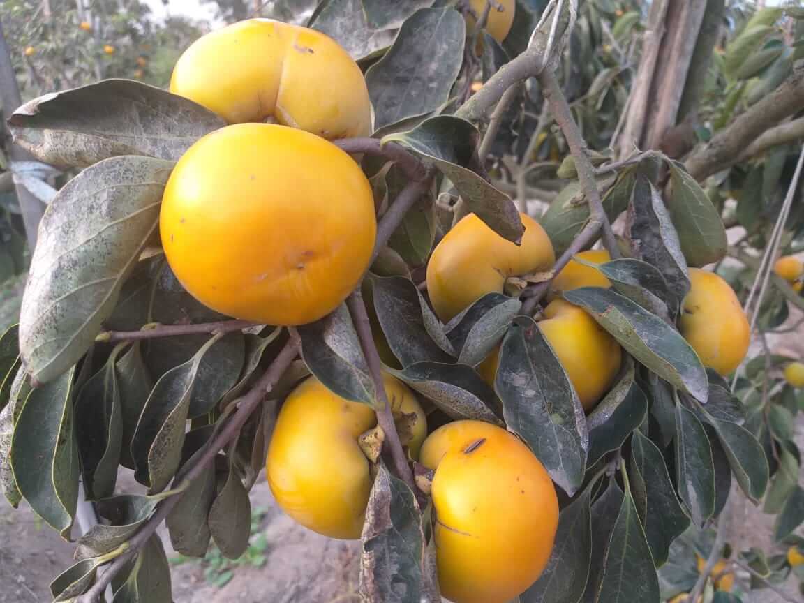 Cultivo de caqui