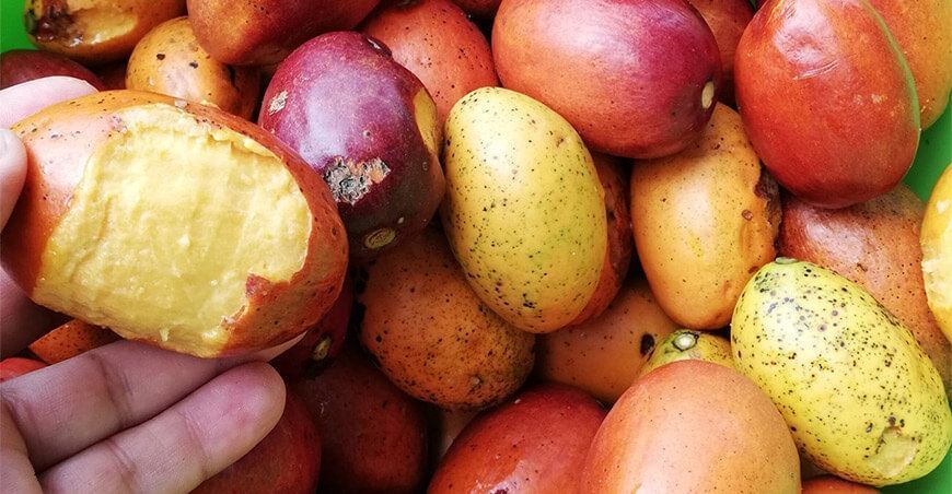 fruta umarí Ucayali Perú