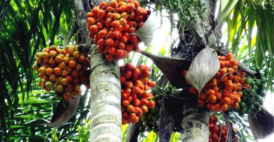 frutos de la Amazonía peruana