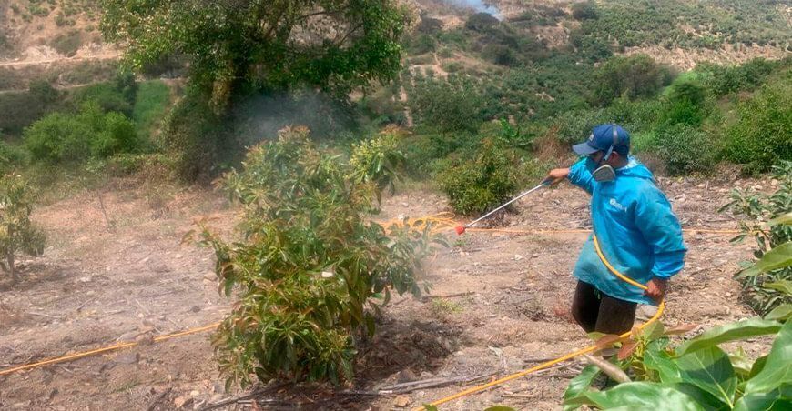 Productores preparan caldo sulfocalcico para combatir enfermedades y plagas Sedir Ancash Perú