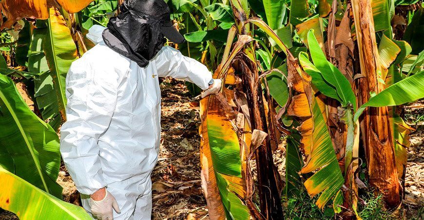 Fusarium plaga banano Perú