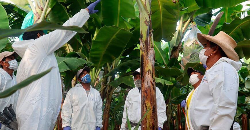 la diseminación del hongo Fusarium R4T en plátano o banano Senasa Perú