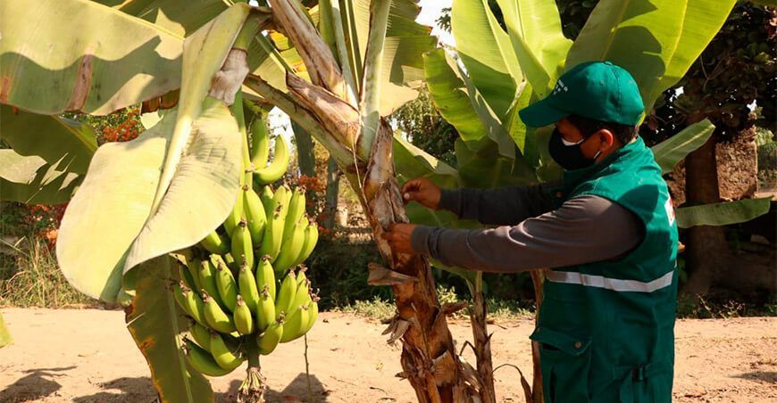 Fusarium R4T banano plátano Senasa Perú