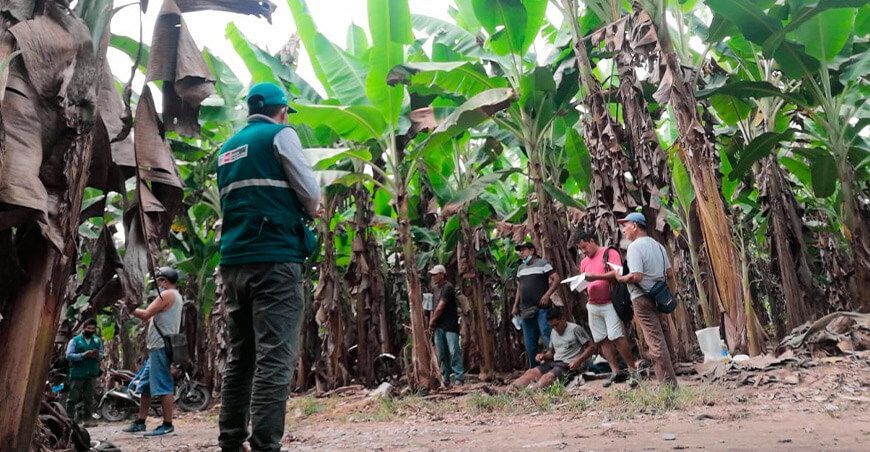 Ejecutan medidas de prevención del Fusarium R4T en San Martín