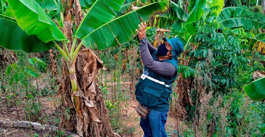 Ucayali: intensifican acciones para la prevención del Fusarium R4T