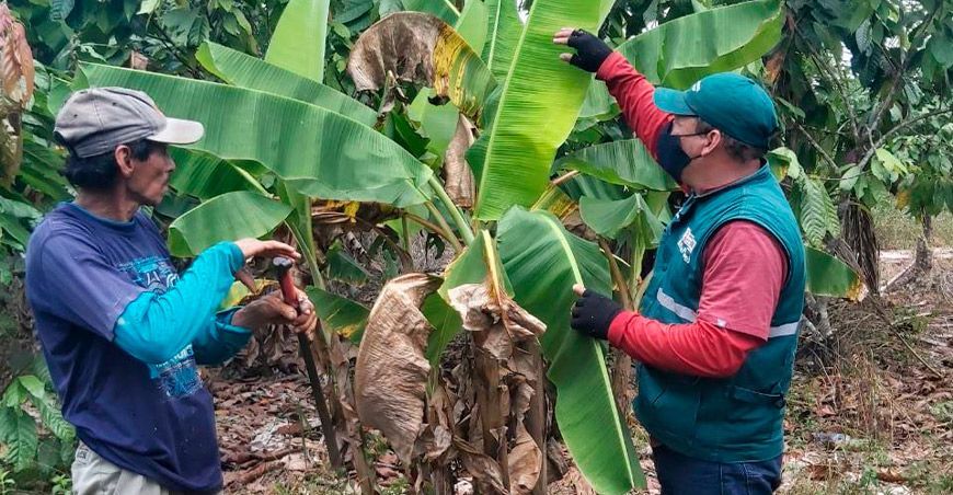 Ejecutan acciones para prevenir el ingreso del Fusarium R4T