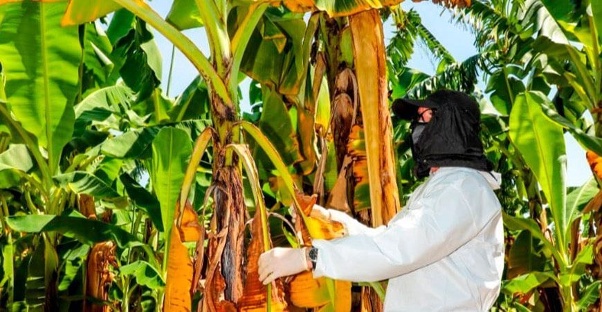 Fusarium plaga del banano Perú