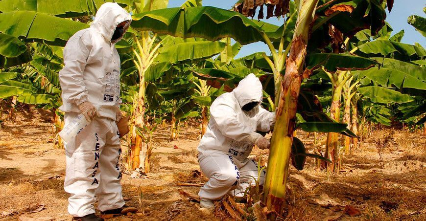 el Fusarium R4T plaga del plátano y banano