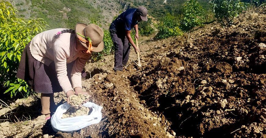 Distribuirán toneladas de gallinaza a productores de Apurímac