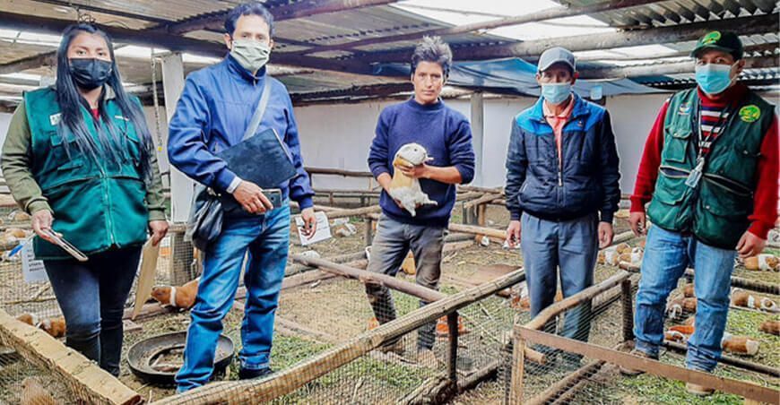 Huánuco: promueven crianza tecnificada de cuyes en Choras