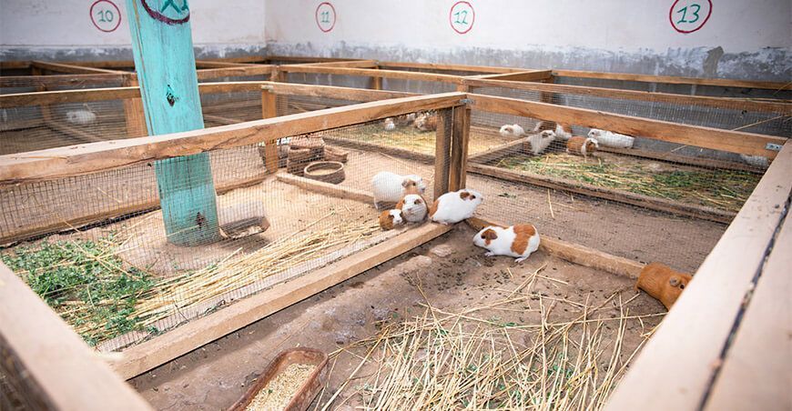 galpones para la crianza de cuyes Perú