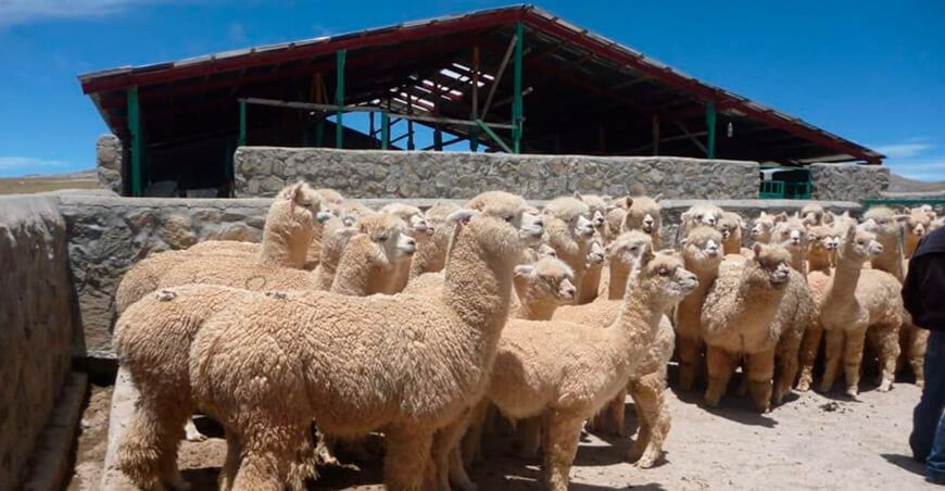 Crianza de alpacas Perú