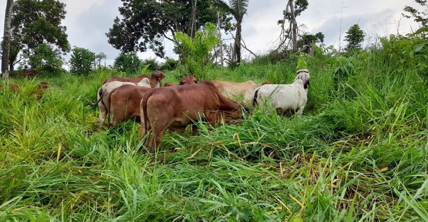 ganado vacuno Amazonía perú