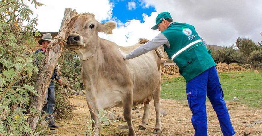 Senasa protege el capital pecuario de la ganadería familiar en Junín